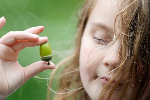 It’s proving to be a bumper autumn for nuts. But why?
