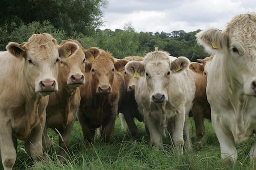 Mercosur trade deal brings EU and South America closer but creates divide at home 