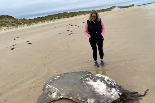 Rare ocean sunfish found washed up off Donegal coast