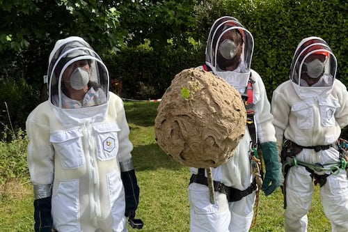 Repelling invaders: What can Ireland do to keep harmful alien species away?